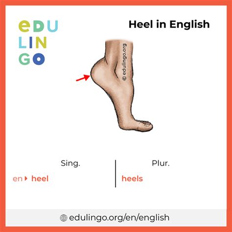 heel in English .